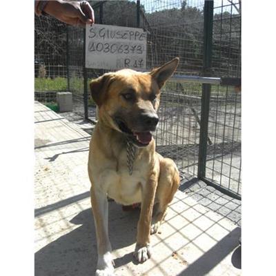 SAN GIUSEPPE VESUVIANO - 380260010306373