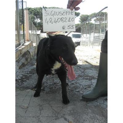 SAN GIUSEPPE VESUVIANO - 380260042408210