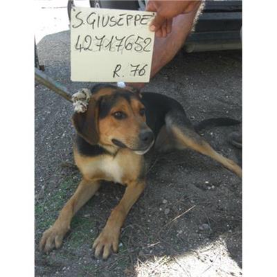 SAN GIUSEPPE VESUVIANO - 380260042717652