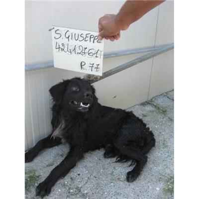 SAN GIUSEPPE VESUVIANO - 380260042412761