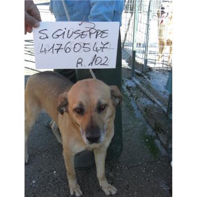 SAN GIUSEPPE VESUVIANO - 380260041760547
