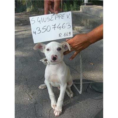 SAN GIUSEPPE VESUVIANO - 380260043507463