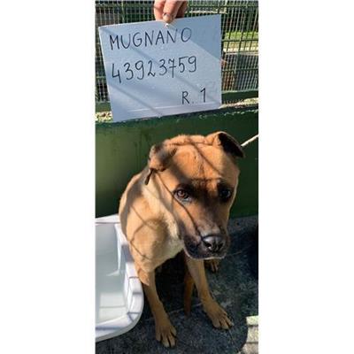 COMUNE DI MUGNANO DI NAPOLI - 380260043923759