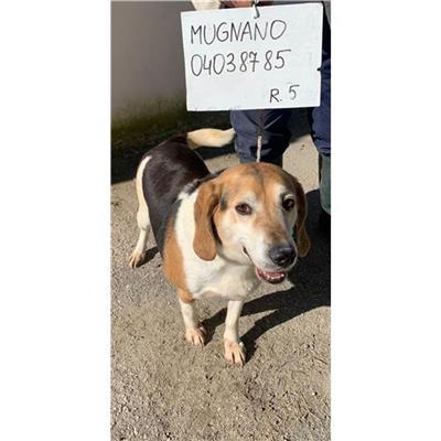 COMUNE DI MUGNANO DI NAPOLI - cane - Microchip 380260004038785