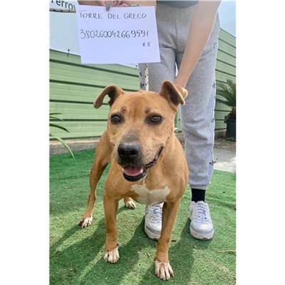 COMUNE DI TORRE DEL GRECO - cane - Microchip 380260042669591