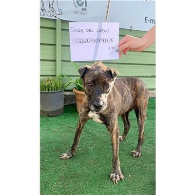 COMUNE DI TORRE DEL GRECO - 380260043089205