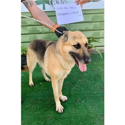 COMUNE DI TORRE DEL GRECO - 380260043505334