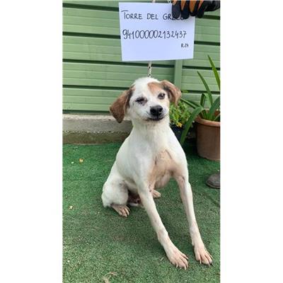 COMUNE DI TORRE DEL GRECO - cane - Microchip 941000002132437