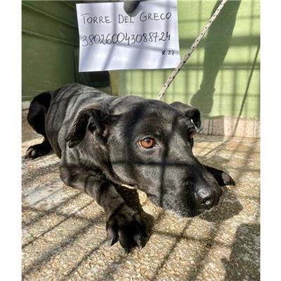 COMUNE DI TORRE DEL GRECO - 380260043088724