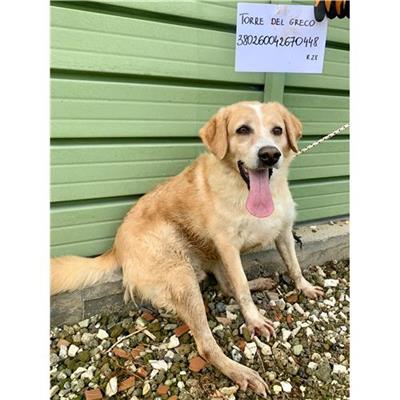 COMUNE DI TORRE DEL GRECO - cane - Microchip 380260042670448