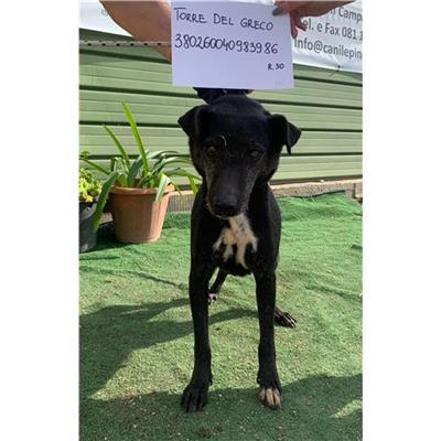 COMUNE DI TORRE DEL GRECO - cane - Microchip 380260040983986