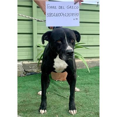 COMUNE DI TORRE DEL GRECO - cane - Microchip 380260042708570