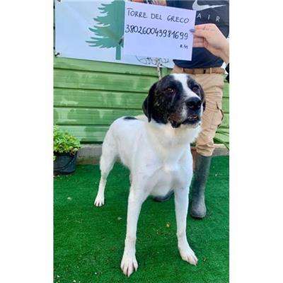 COMUNE DI TORRE DEL GRECO - cane - Microchip 380260043981699