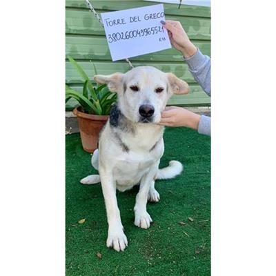 COMUNE DI TORRE DEL GRECO - cane - Microchip 380260043965521
