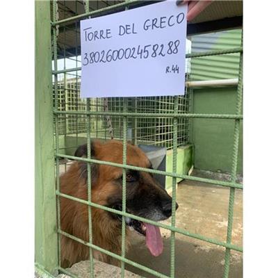 COMUNE DI TORRE DEL GRECO - 380260002458288