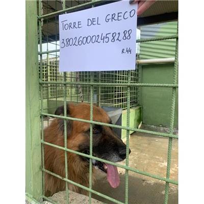 COMUNE DI TORRE DEL GRECO - cane - Microchip 380260002458288