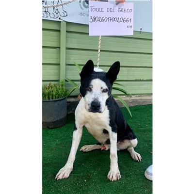 COMUNE DI TORRE DEL GRECO - cane - Microchip 380260170020661