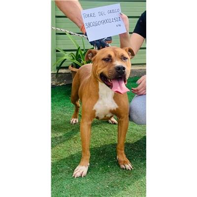 COMUNE DI TORRE DEL GRECO - cane - Microchip 380260170022522