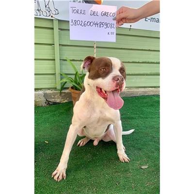 COMUNE DI TORRE DEL GRECO - cane - Microchip 380260044859082