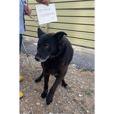COMUNE DI BATTIPAGLIA - cane - Microchip 380260004052905