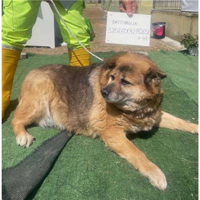 COMUNE DI BATTIPAGLIA - cane - Microchip 380260042782658