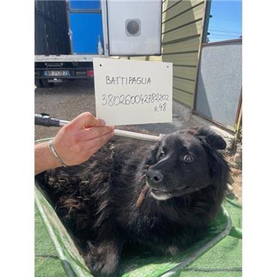 COMUNE DI BATTIPAGLIA - cane - Microchip 380260042782202