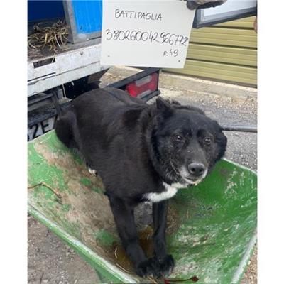 COMUNE DI BATTIPAGLIA - cane - Microchip 380260042966772