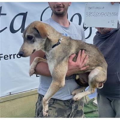 COMUNE DI BATTIPAGLIA - cane - Microchip 380260170235970