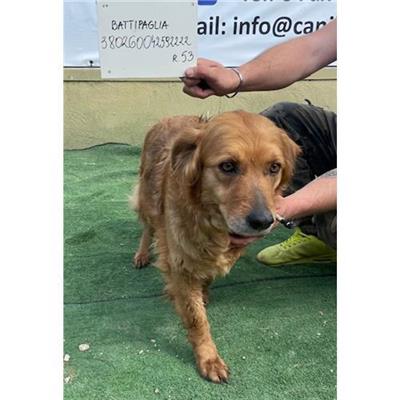 COMUNE DI BATTIPAGLIA - cane - Microchip 380260042592222