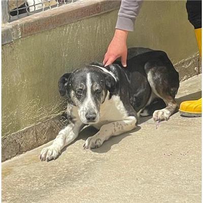 COMUNE DI BATTIPAGLIA - cane - Microchip 380260042596027