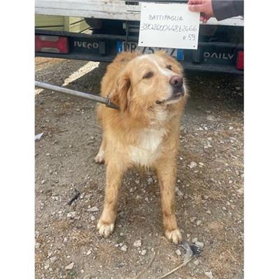 COMUNE DI BATTIPAGLIA - cane - Microchip 380260044812400