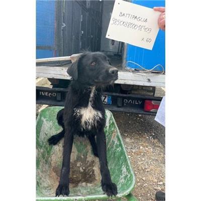COMUNE DI BATTIPAGLIA - cane - Microchip 985003800018409
