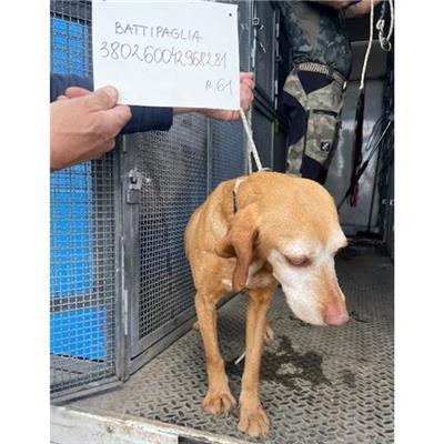 COMUNE DI BATTIPAGLIA - cane - Microchip 380260042968281