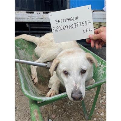 COMUNE DI BATTIPAGLIA - cane - Microchip 380260042782557