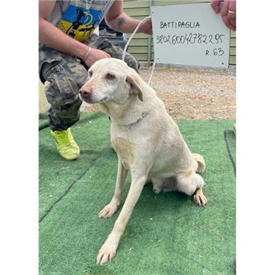 COMUNE DI BATTIPAGLIA - cane - Microchip 380260042782295
