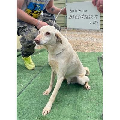 COMUNE DI BATTIPAGLIA - cane - Microchip 380260042782295