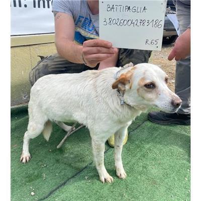 COMUNE DI BATTIPAGLIA - cane - Microchip 380260042783186