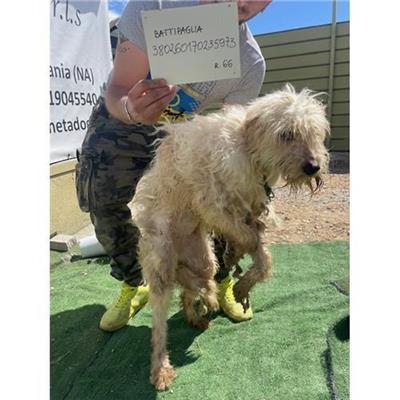 COMUNE DI BATTIPAGLIA - cane - Microchip 380260170235973