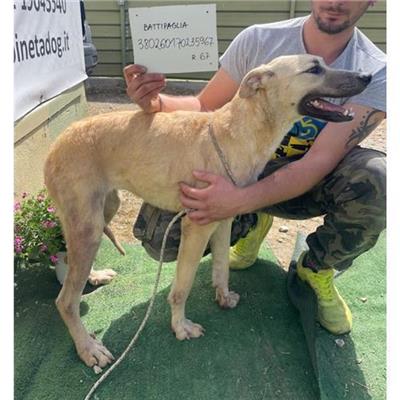 COMUNE DI BATTIPAGLIA - 380260170235967