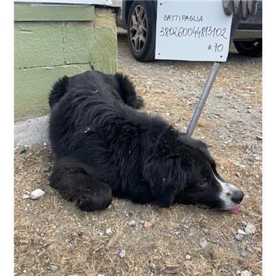 COMUNE DI BATTIPAGLIA - 380260044813102