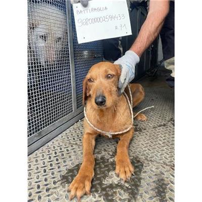 COMUNE DI BATTIPAGLIA - 968000002594433