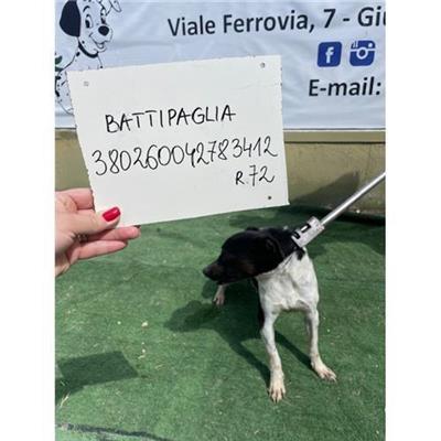 COMUNE DI BATTIPAGLIA - 380260042783412