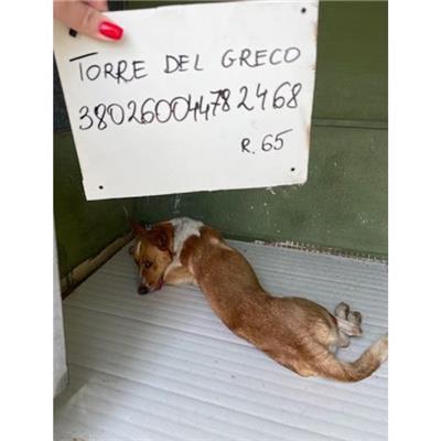 COMUNE DI TORRE DEL GRECO - cane - Microchip 380260044782468