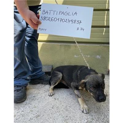 COMUNE DI BATTIPAGLIA - cane - Microchip 380260170249837