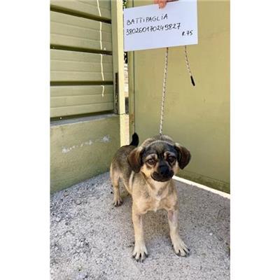 COMUNE DI BATTIPAGLIA - cane - Microchip 380260170249827