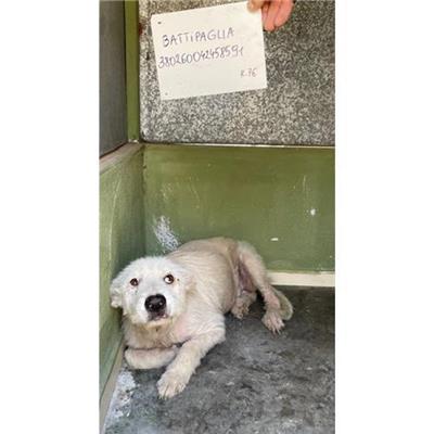 COMUNE DI BATTIPAGLIA - cane - Microchip 380260042458591