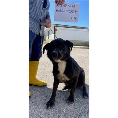COMUNE DI BATTIPAGLIA - cane - Microchip 380260170234484
