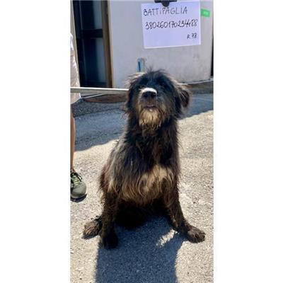 COMUNE DI BATTIPAGLIA - cane - Microchip 380260170234488