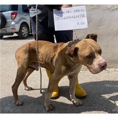 COMUNE DI TORRE DEL GRECO - cane - Microchip 380260042622538