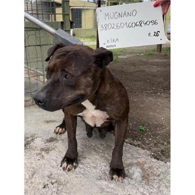 COMUNE DI MUGNANO DI NAPOLI - cane - Microchip 380260160684096